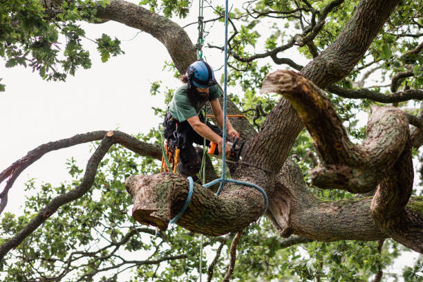 Best Palm Tree Trimming  in Homeland Park, SC