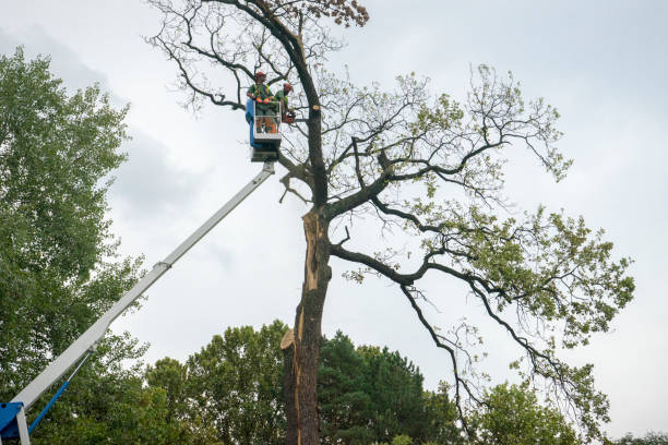 Best Root Management and Removal  in Homeland Park, SC