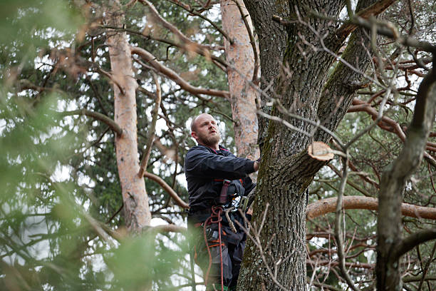 How Our Tree Care Process Works  in  Homeland Park, SC